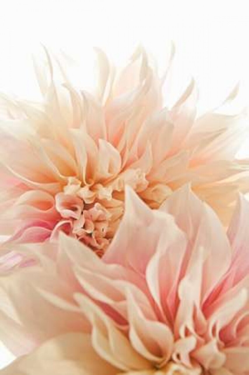 Pink Dahlia II Poster Print by Karyn Millet - Item # VARPDXPSMLT446